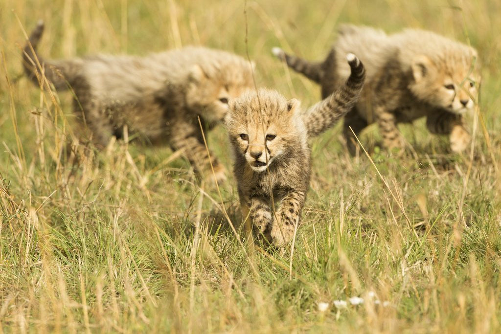 Detail of Three Cheetah Cubs Playing in the grass in the Masai Mara by Anonymous