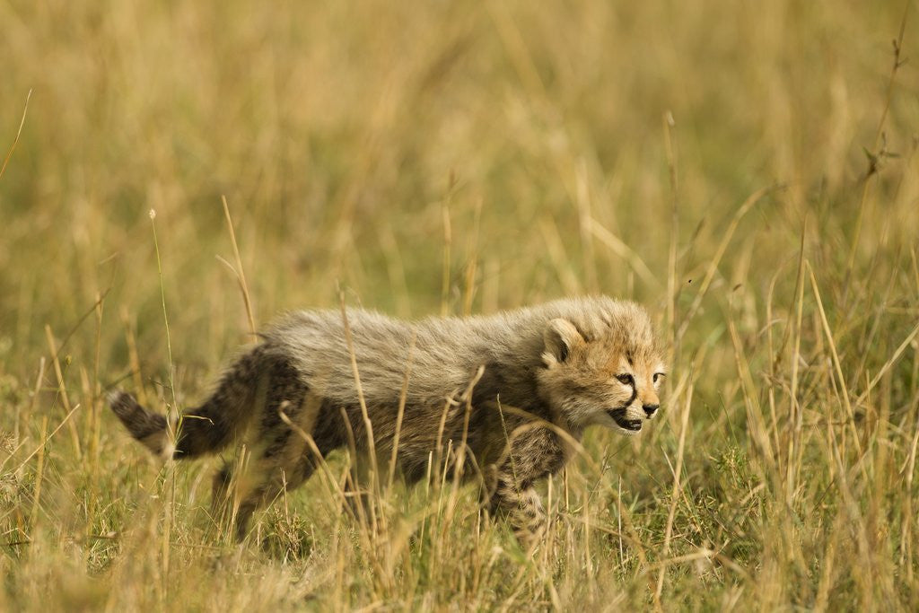 Detail of Cheetah Cub Playing in the grass in the Masai Mara by Anonymous