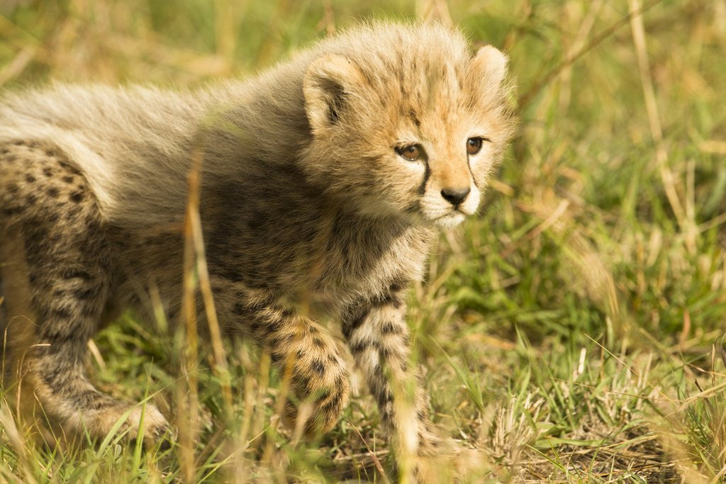 Detail of Cheetah Cub Playing in the grass in the Masai Mara by Anonymous