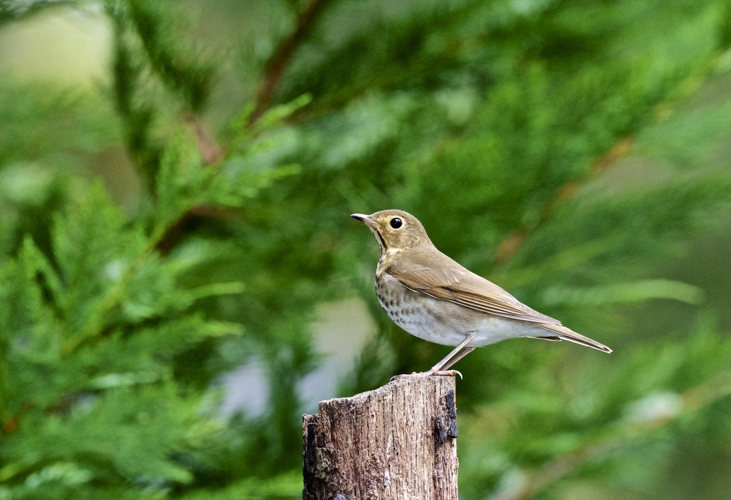 Detail of Hermit Thrush by Anonymous