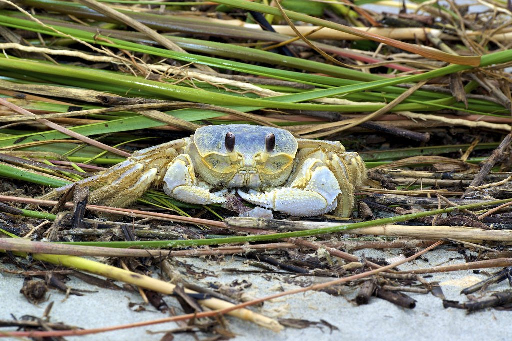 Detail of Crab - Crustaceans by Anonymous