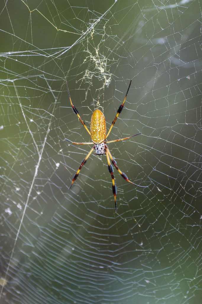 Detail of Orb Weaver - Arachnids by Anonymous