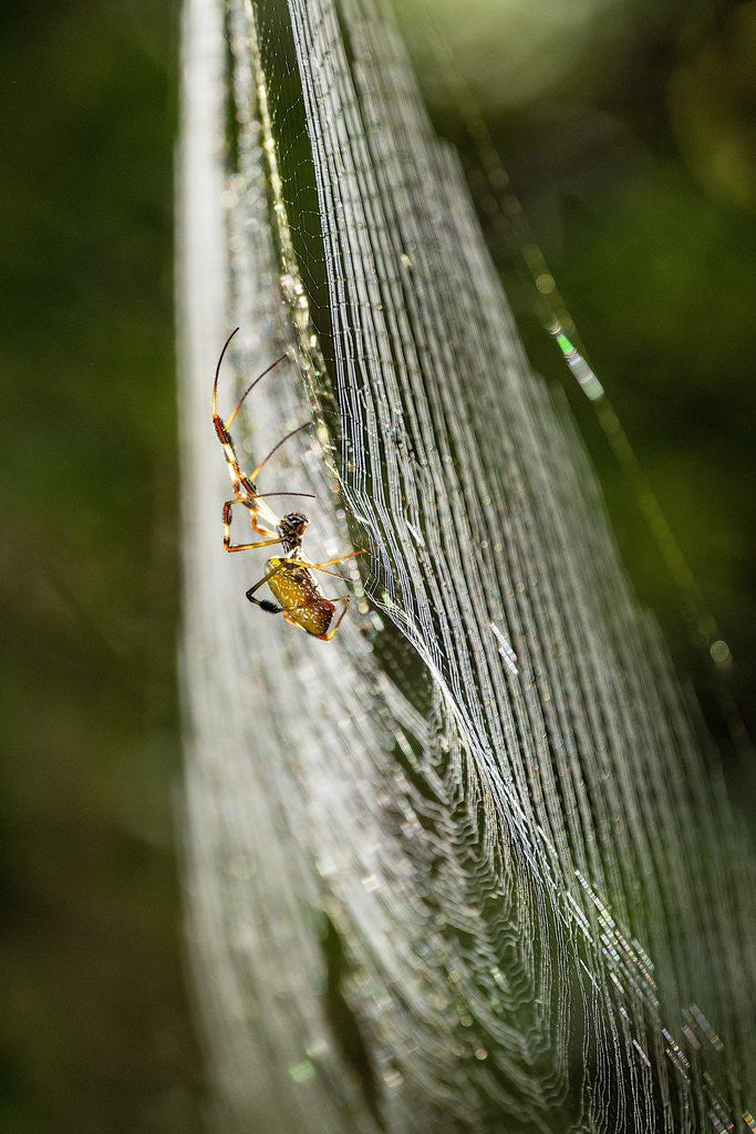 Detail of Orb Weaver - Arachnids by Anonymous
