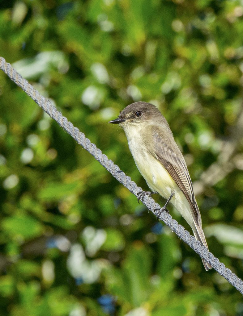 Detail of Eastern Phoebe by Anonymous