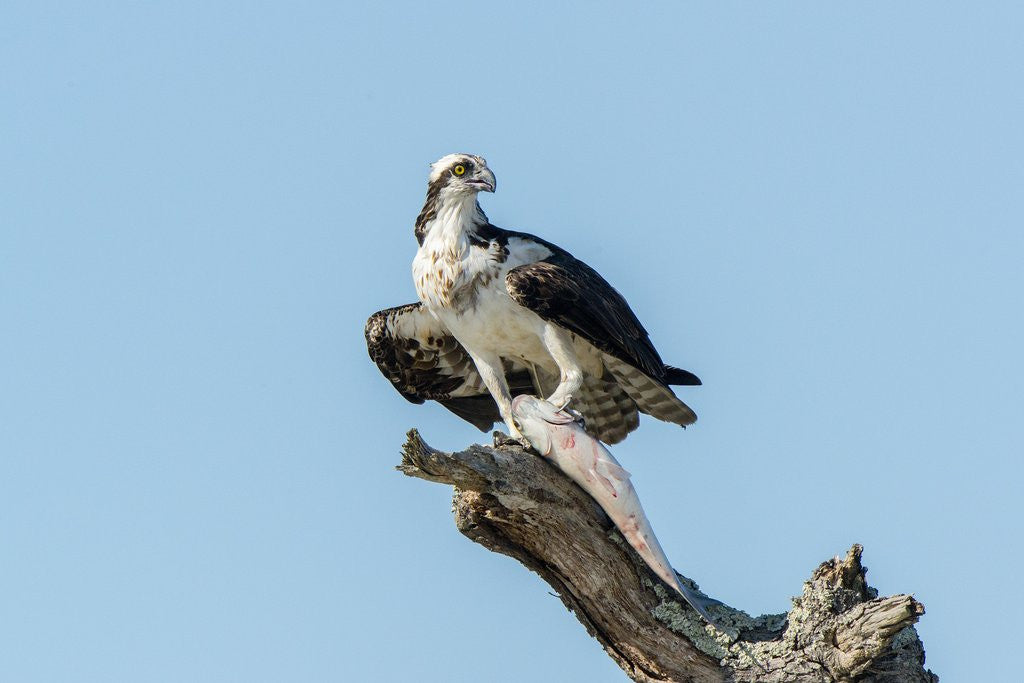 Detail of Osprey by Anonymous