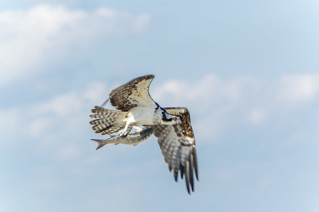 Detail of Osprey by Anonymous