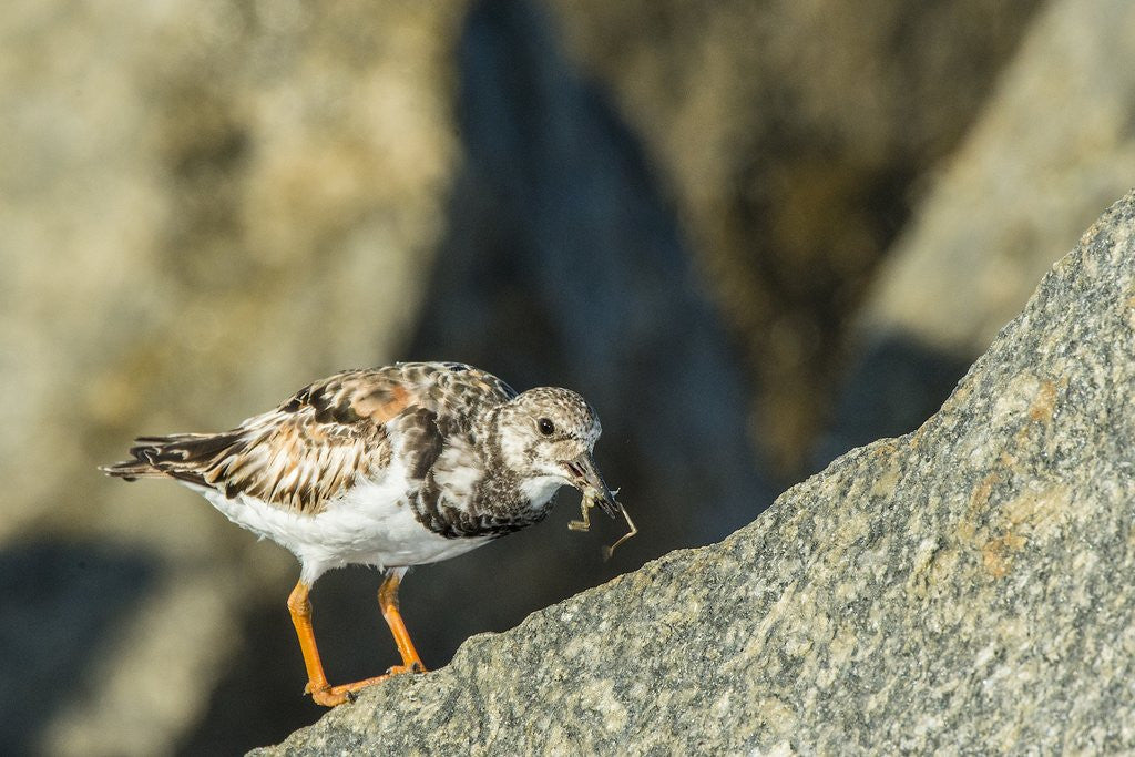 Detail of Ruddy Turnstone by Anonymous