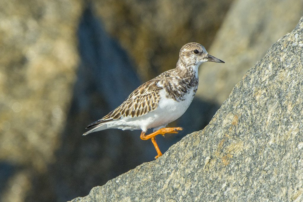 Detail of Ruddy Turnstone by Anonymous
