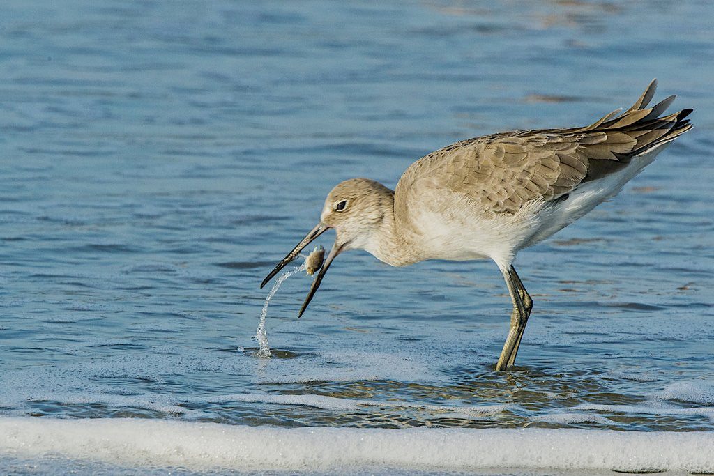 Detail of Willet by Anonymous