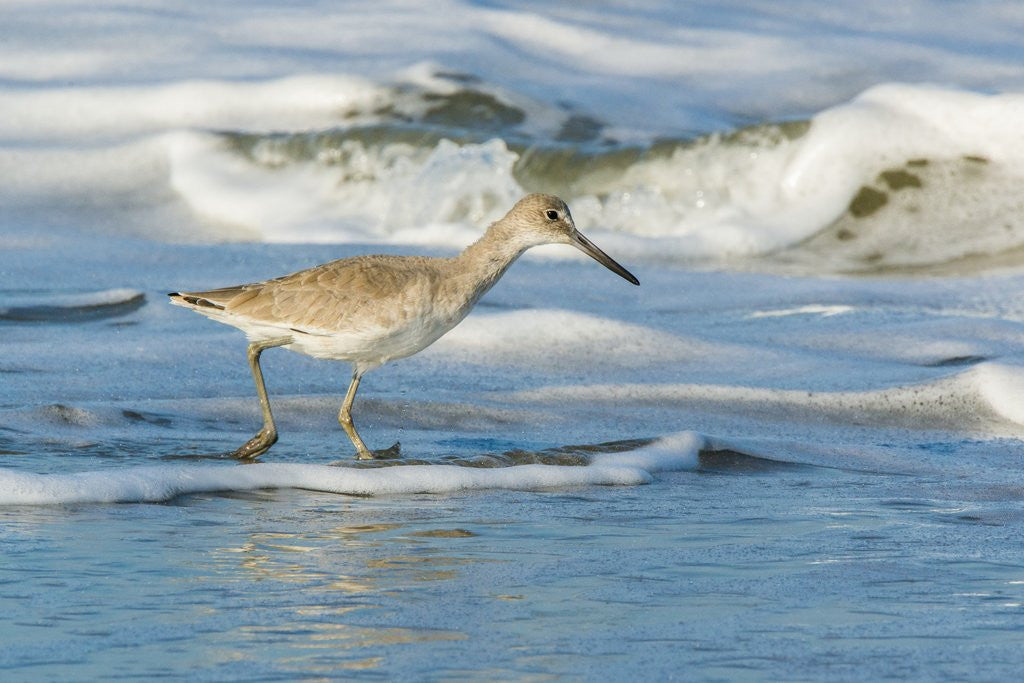 Detail of Willet by Anonymous