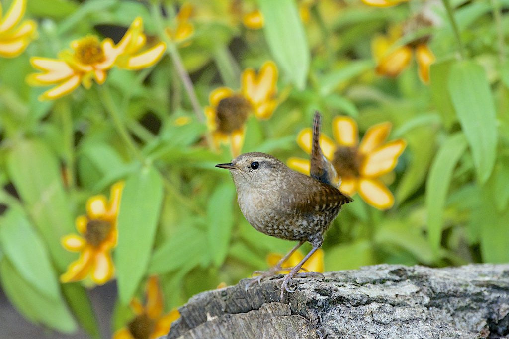 Detail of House Wren by Anonymous
