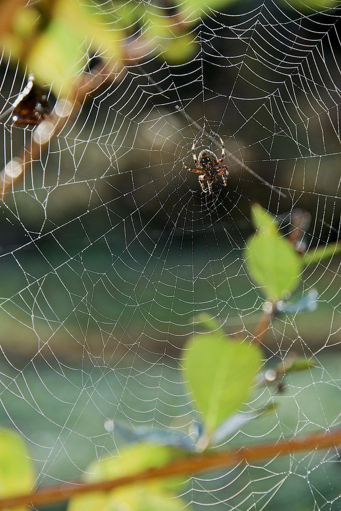 Detail of Orb Web Spiders - Garden Spider by Anonymous