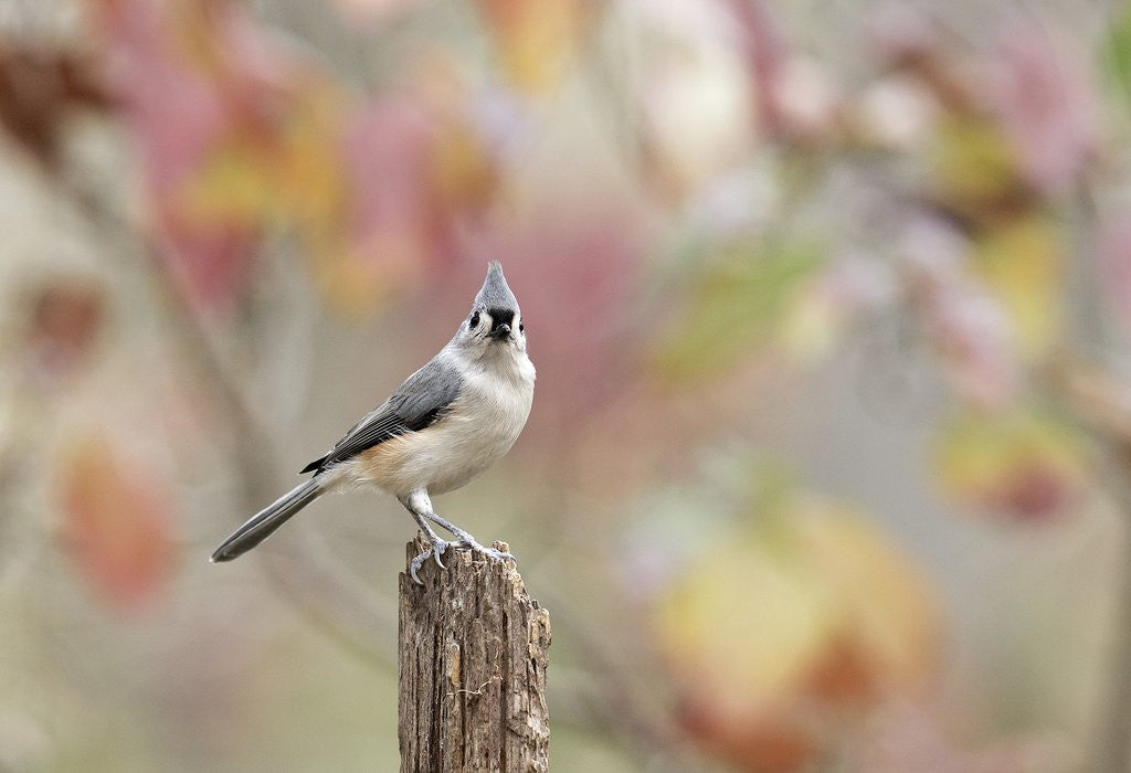 Detail of Tufted Titmouse by Anonymous