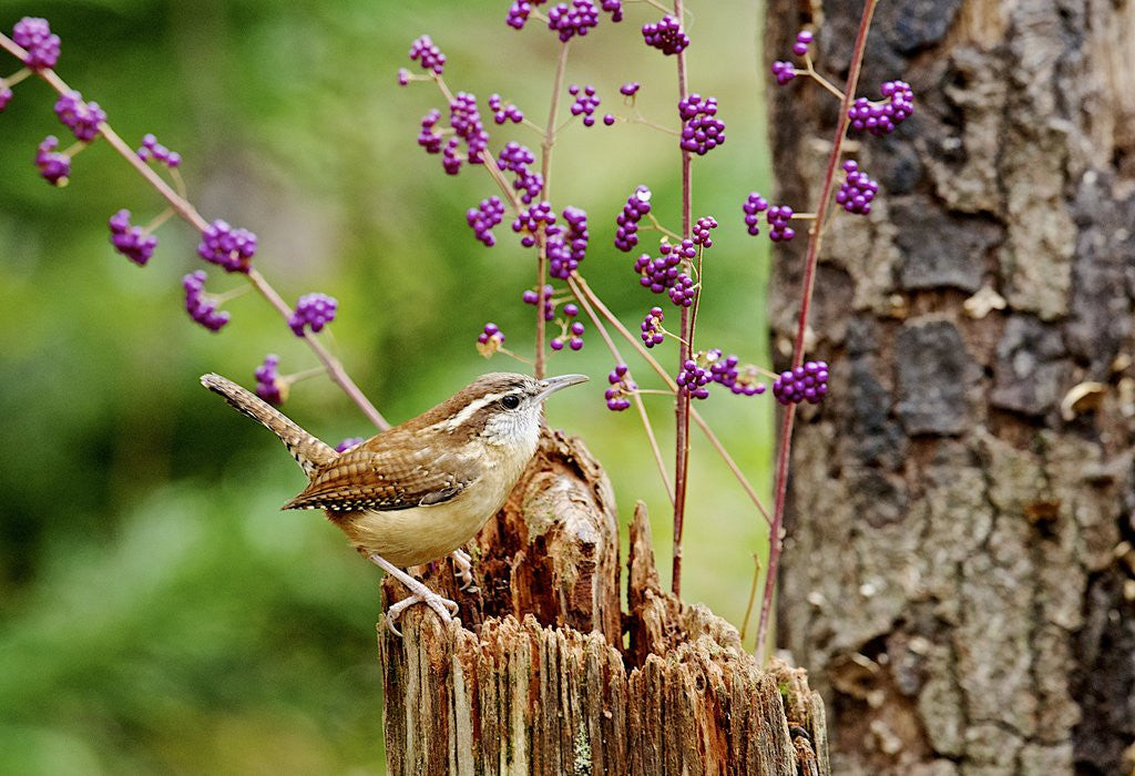 Detail of Carolina Wren by Anonymous