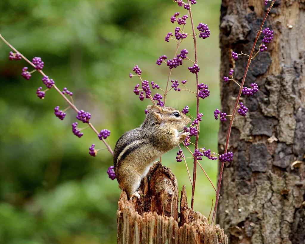 Detail of Eastern Chipmunk by Anonymous
