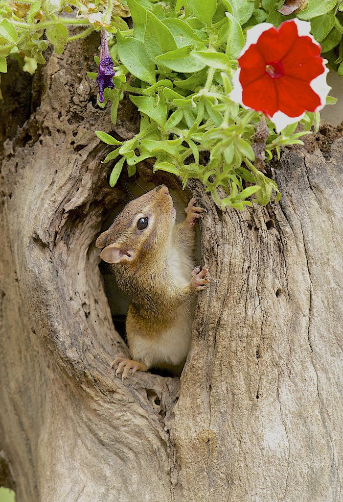 Detail of Eastern Chipmunk by Anonymous
