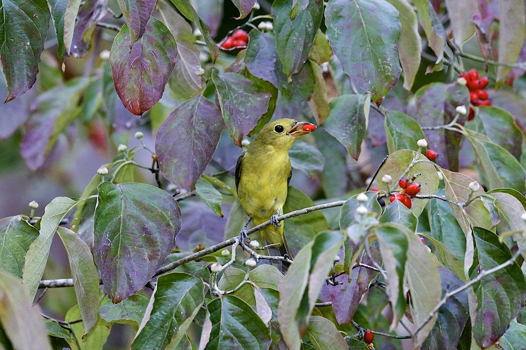 Detail of Summer Tanager by Anonymous