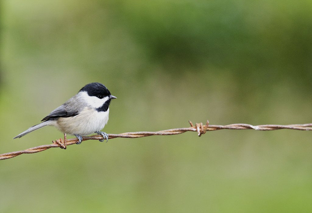 Detail of Carolina Chickadee by Anonymous