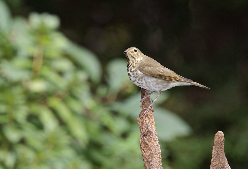 Detail of Hermit Thrush by Anonymous