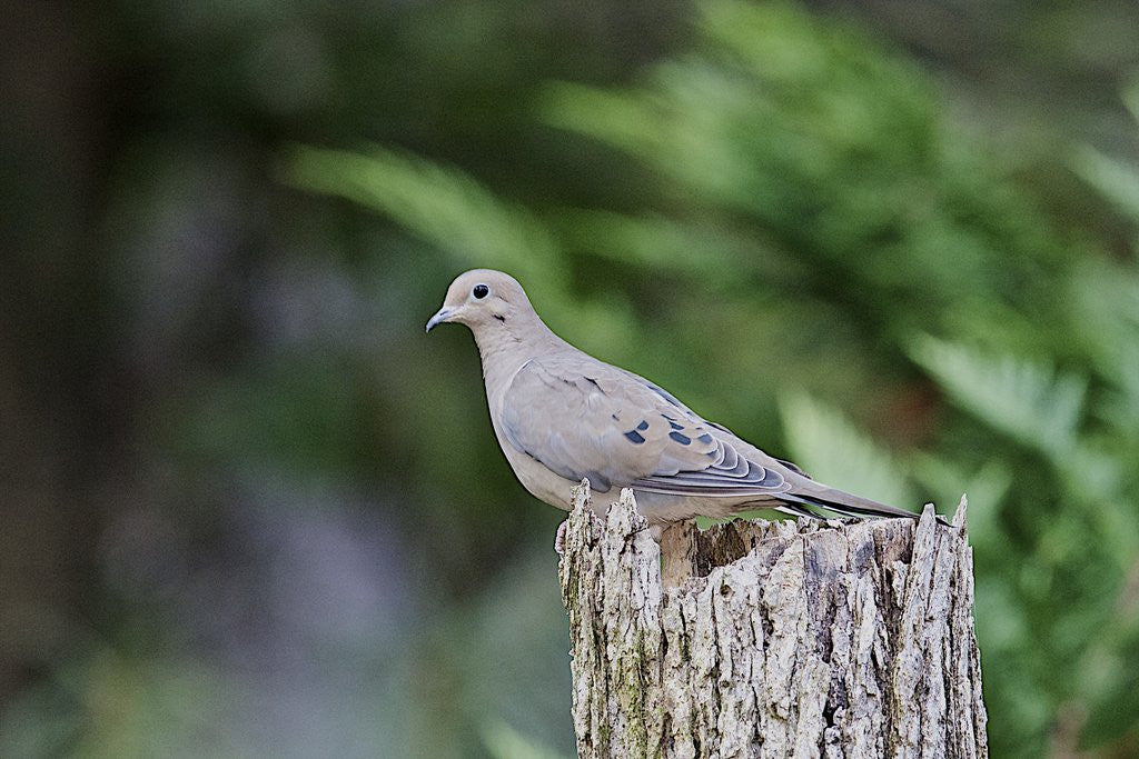 Detail of Mourning Dove by Anonymous