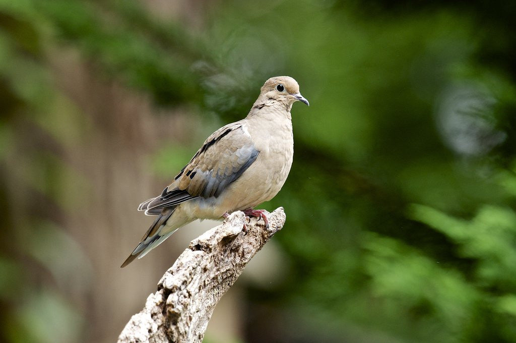 Detail of Mourning Dove by Anonymous