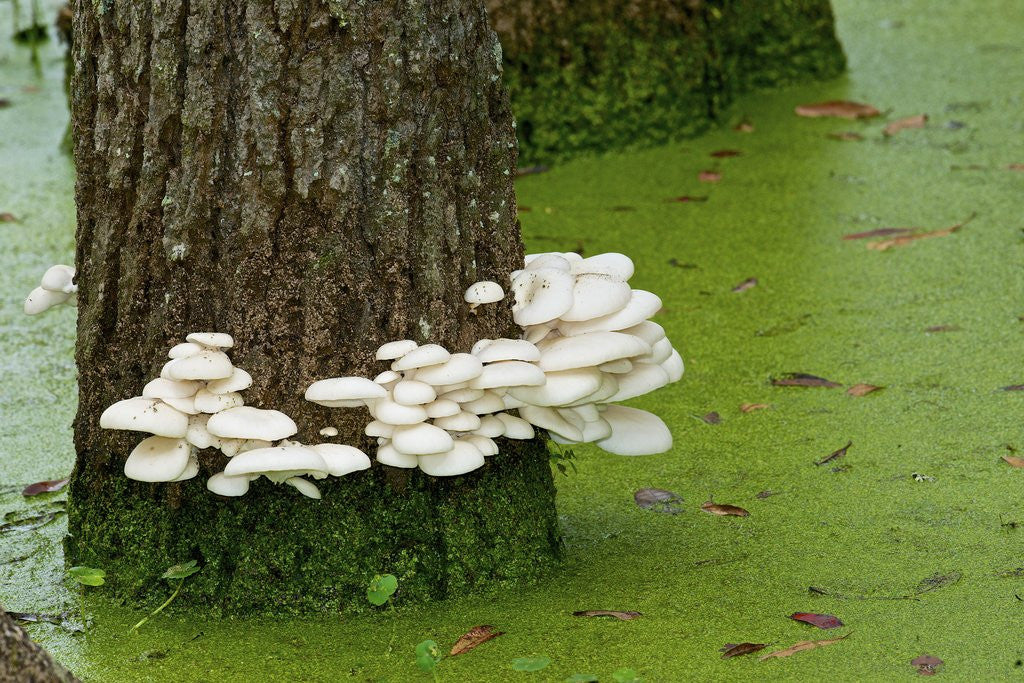 Detail of Mushroom growth on swamp tree by Anonymous