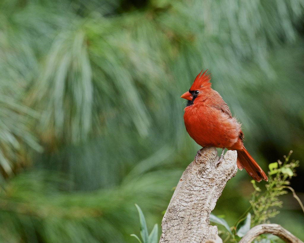 Detail of Northern Cardinal by Anonymous