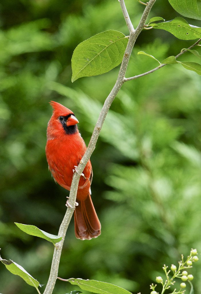 Detail of Northern Cardinal by Anonymous