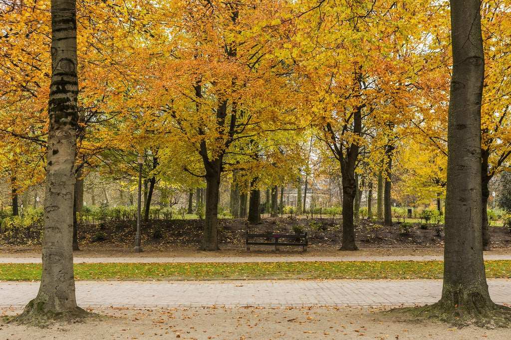 Detail of Parc de Bruxelles (Brussels Park) in autumn (fall) by Anonymous