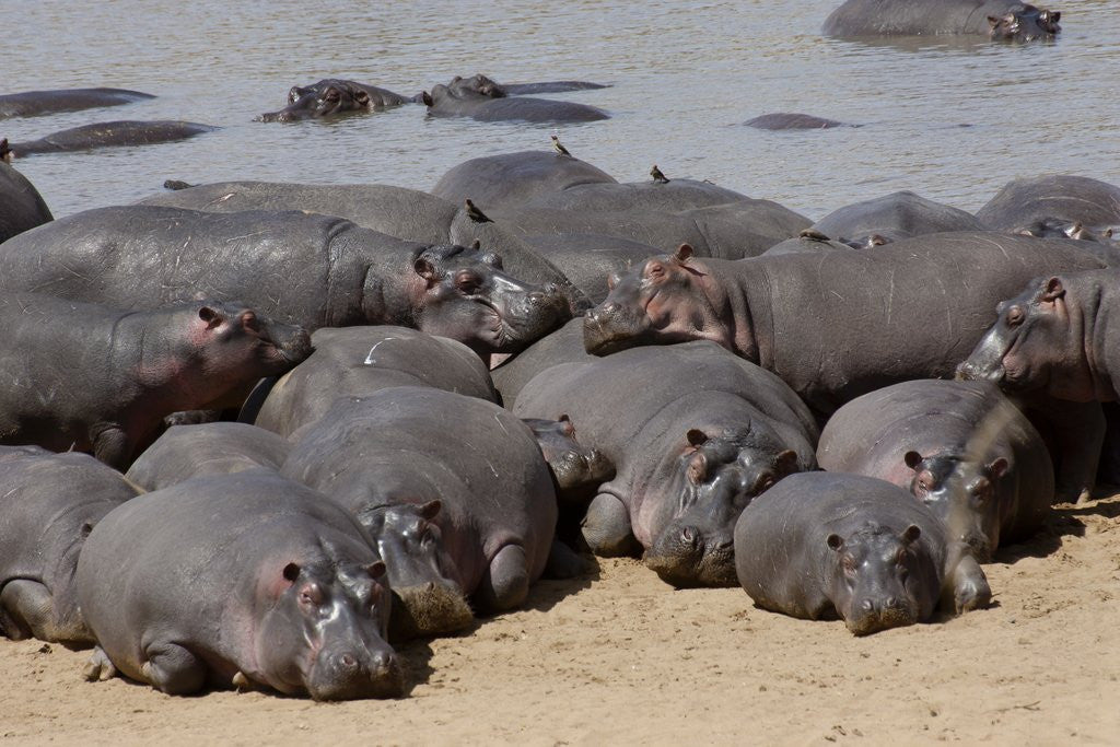 Detail of Hippopotamus herd resting by Anonymous