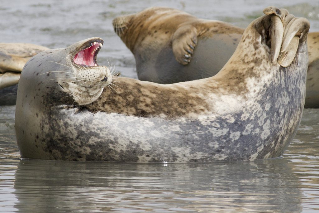 Detail of Harbor Seal hauled out by Anonymous