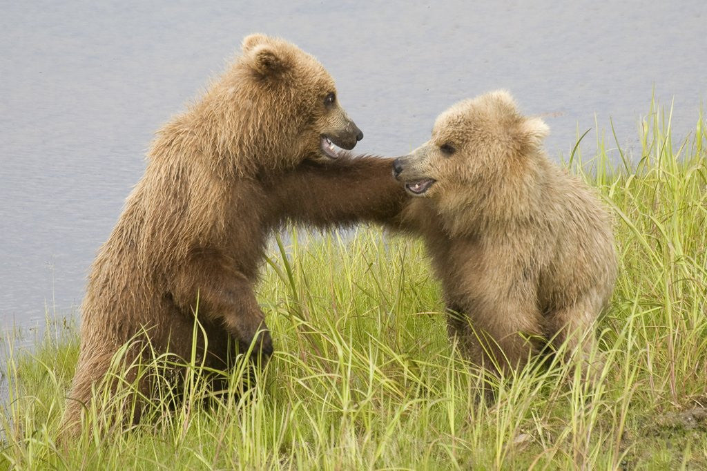 Detail of Brown (Grizzly) Bears by Anonymous