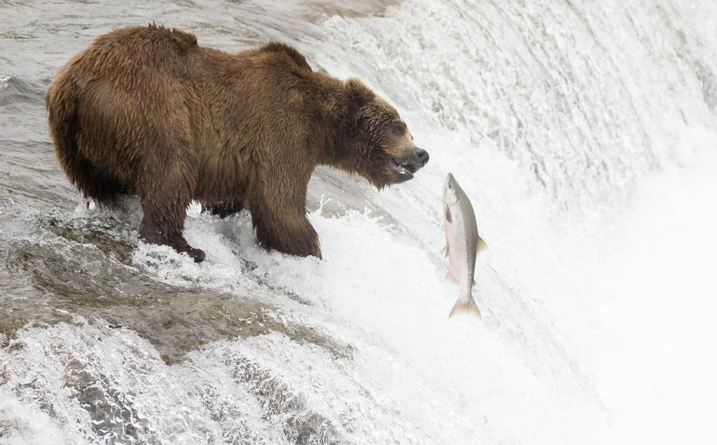 Detail of Brown (Grizzly) Bear about to catch a leaping Salmon by Anonymous