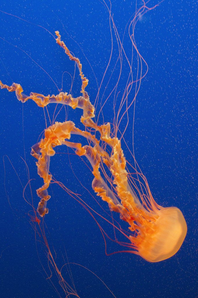 Detail of Black Sea Nettle by Anonymous