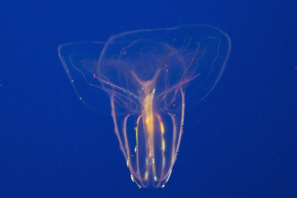 Detail of Comb Jelly by Anonymous