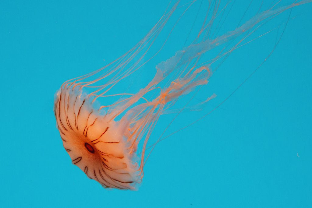 Detail of Japanese Sea Nettle by Anonymous