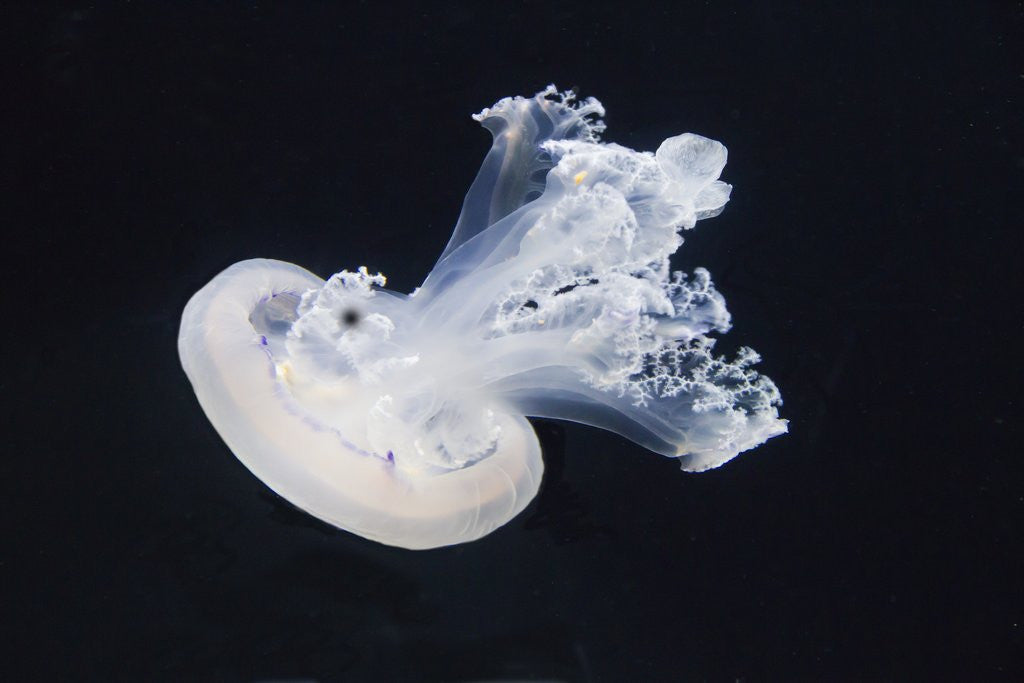 Detail of Barrel Jelly by Anonymous