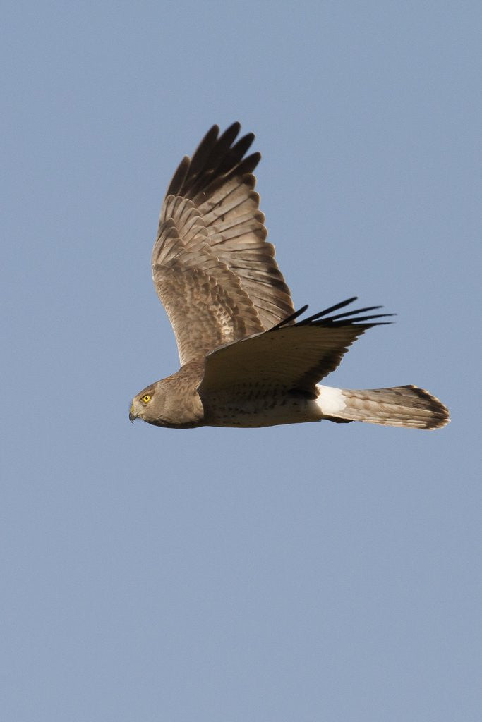Detail of Northern Harrier in flight by Anonymous