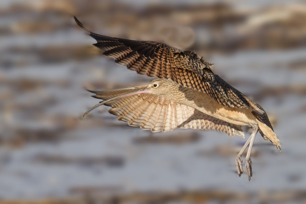 Detail of Long-Billed Curlew landing by Anonymous