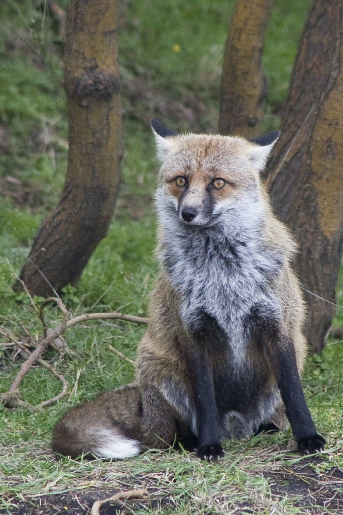 Detail of Red Fox by Anonymous