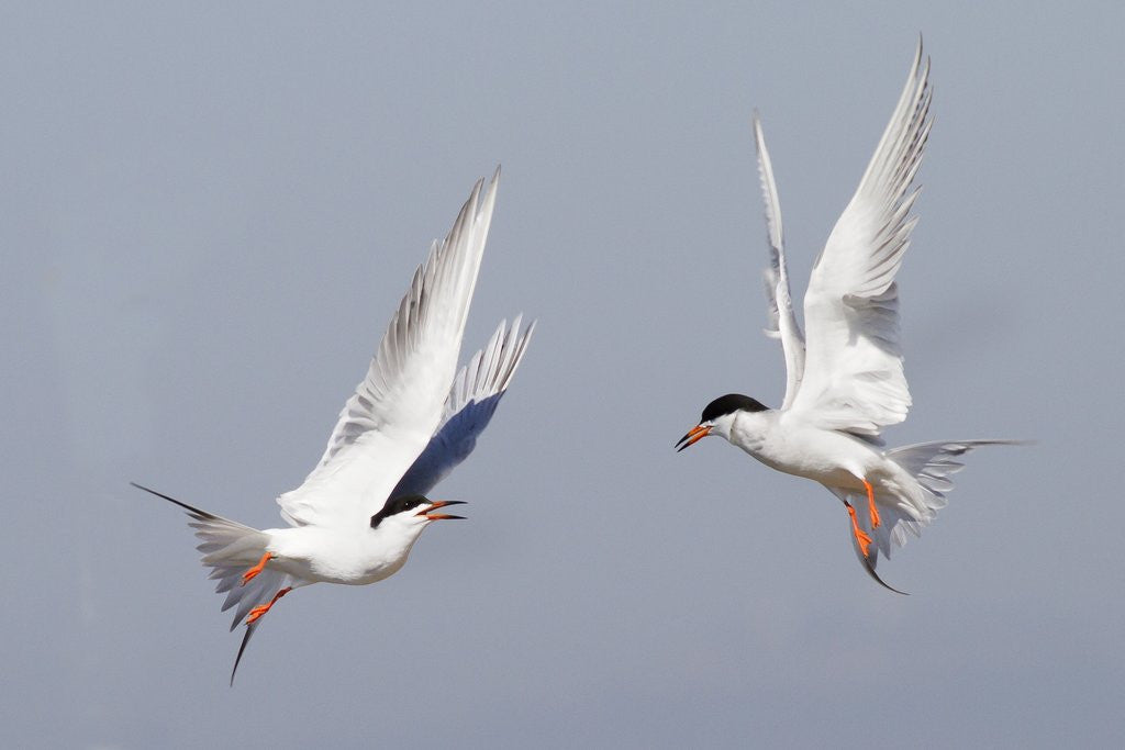 Detail of Forster's Tern in a territorial dispute by Anonymous