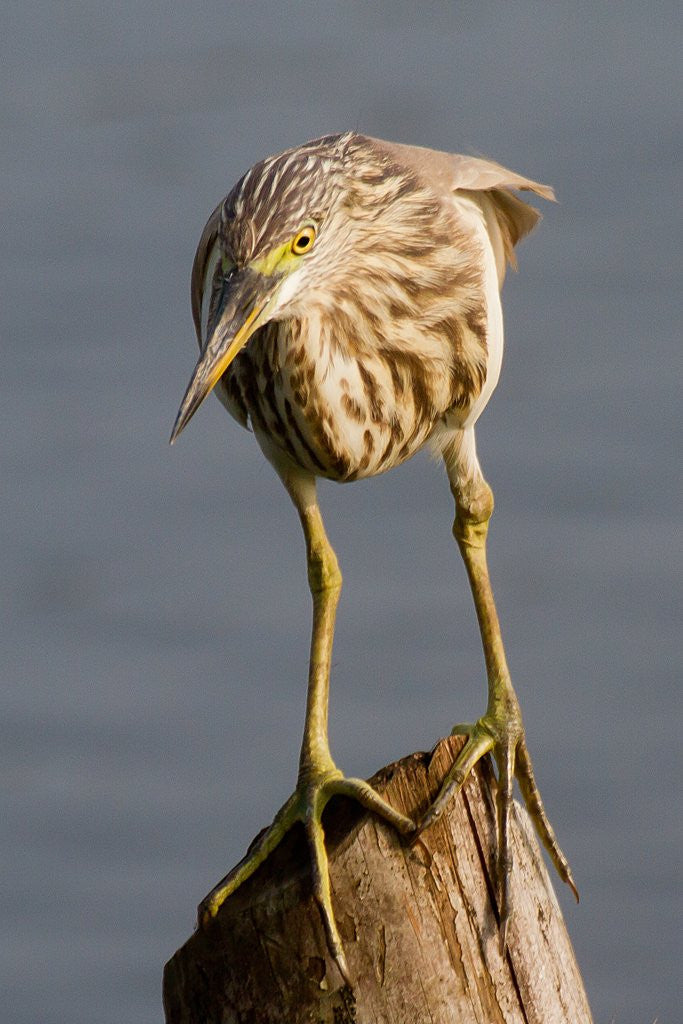 Detail of Indian Pond Heron by Anonymous