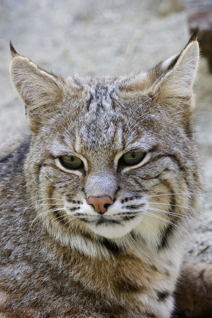 Detail of Bobcat closeup by Anonymous
