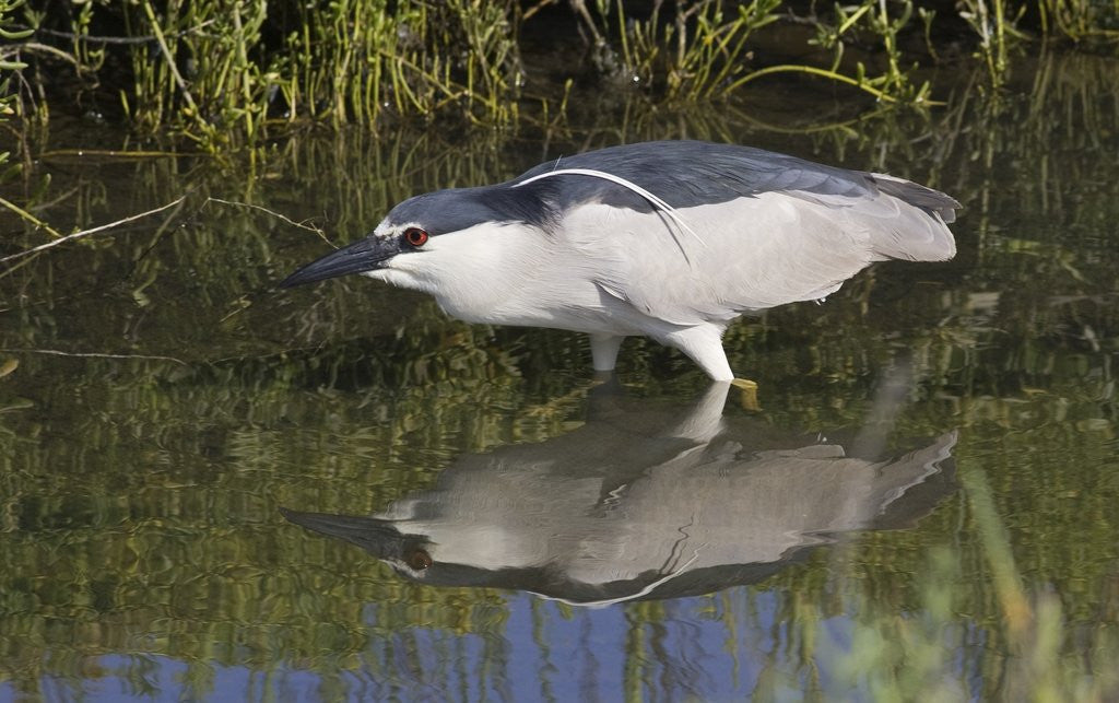 Detail of Black-Crowned Night-Heron hunting by Anonymous