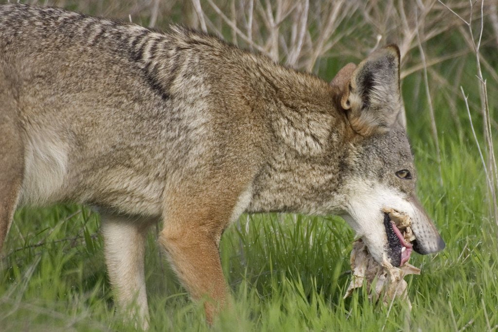 Coyote eating prey by Corbis