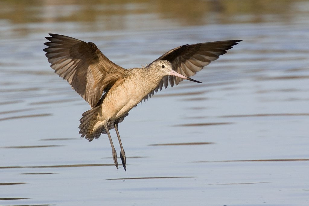 Detail of Marbled Godwit landing by Anonymous