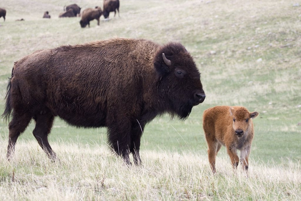 Detail of American Bison cow with calf by Anonymous