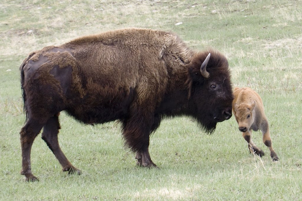 Detail of American Bison cow with calf by Anonymous