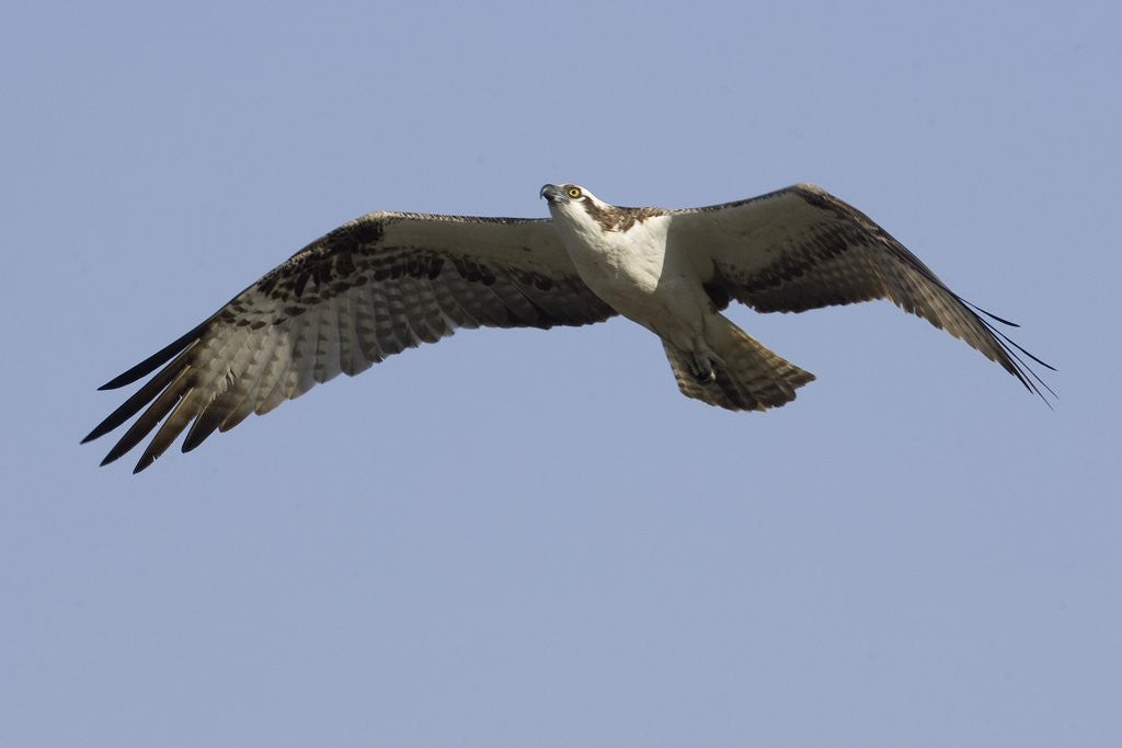 Detail of Osprey in flight by Anonymous