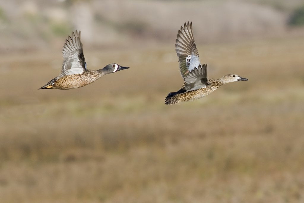 Detail of Blue-Winged Teal Ducks in flight by Anonymous